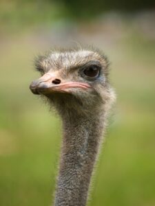 Ostrich’s PT1